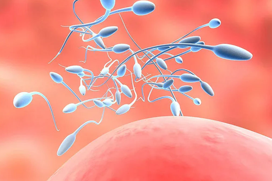 代怀助孕如何科学补充叶酸